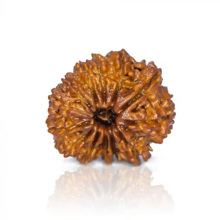 13 Mukhi Rudraksha 