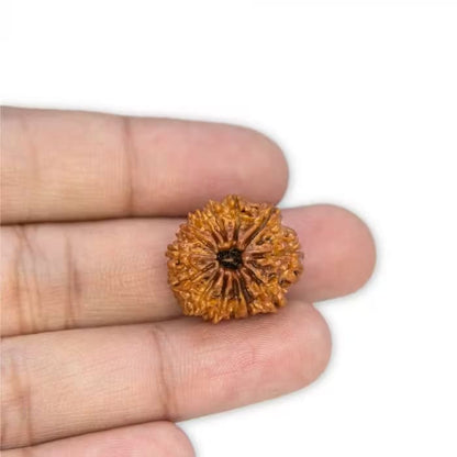 13 Mukhi Rudraksha2