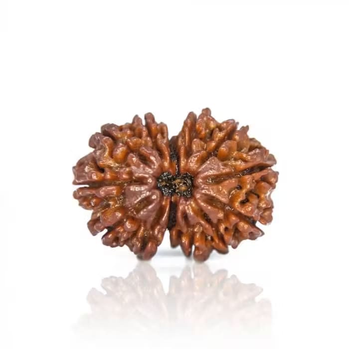 13 Mukhi Rudraksha