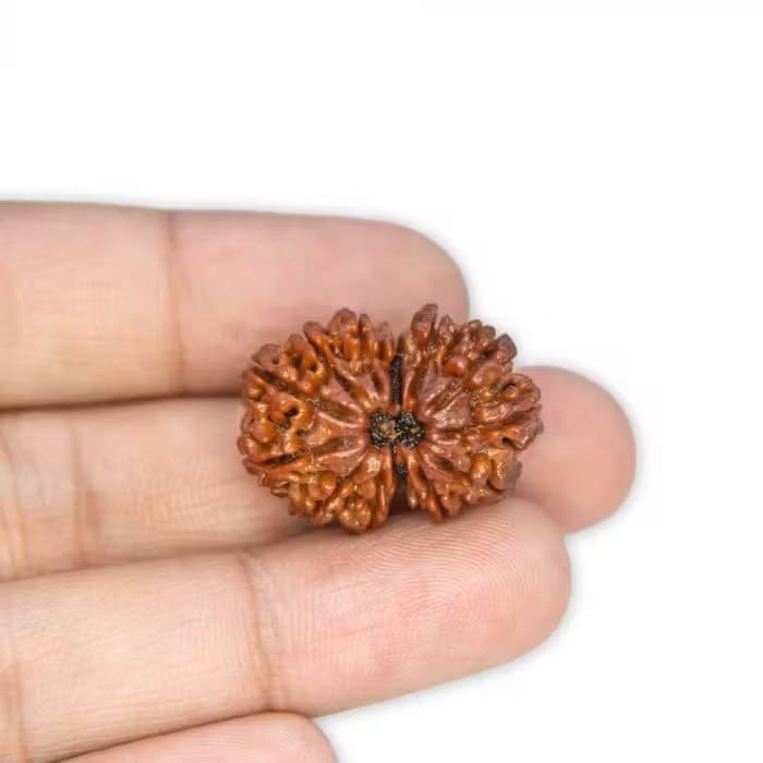 13 Mukhi Rudraksha