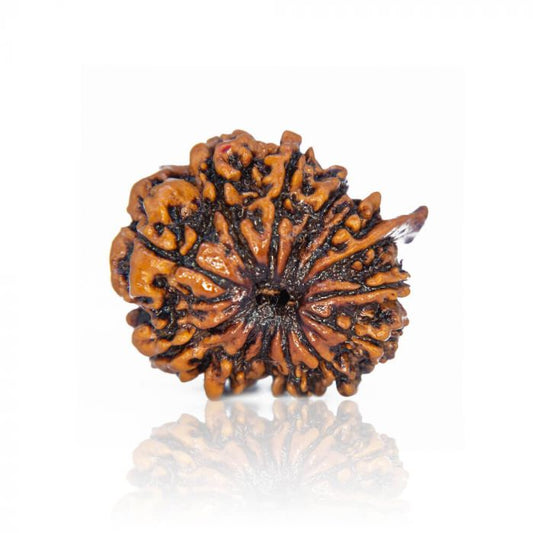 13 Mukhi Rudraksha