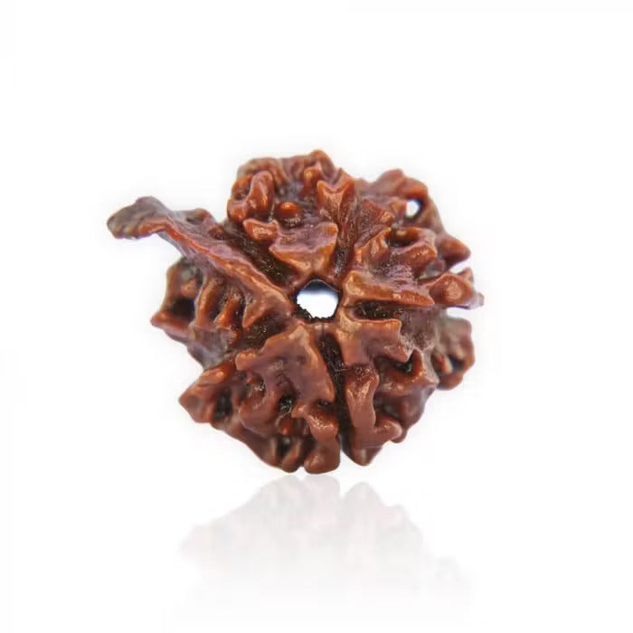 Ganesha Rudraksha