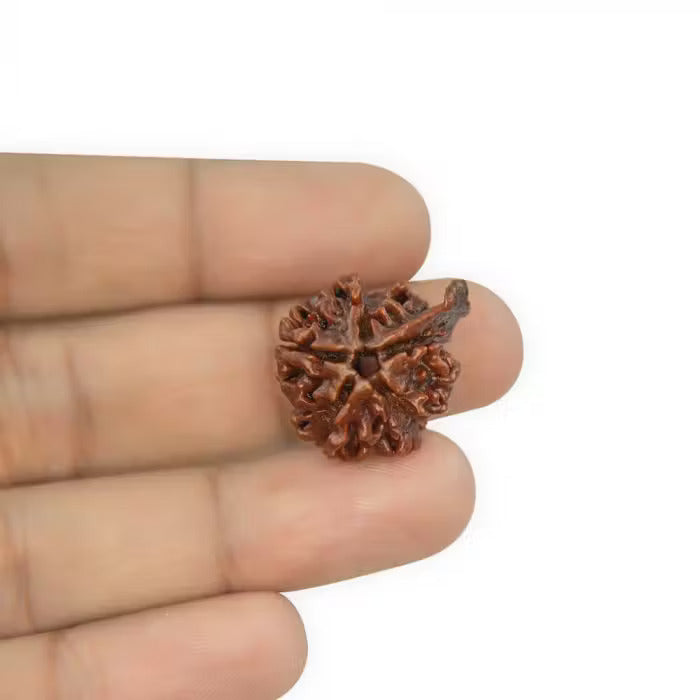 Ganesha Rudraksha