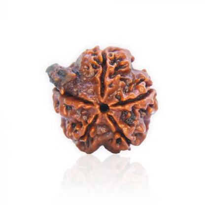 Ganesha Rudraksha