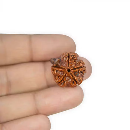 Ganesha Rudraksha