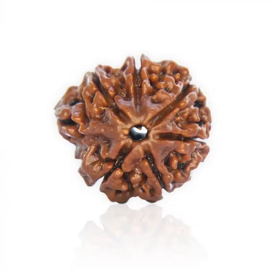 Ganesha Rudraksha