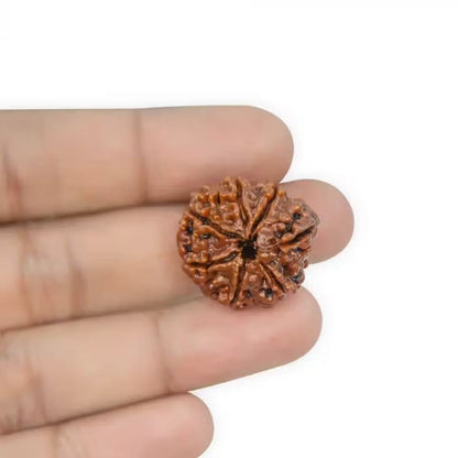 Ganesha Rudraksha