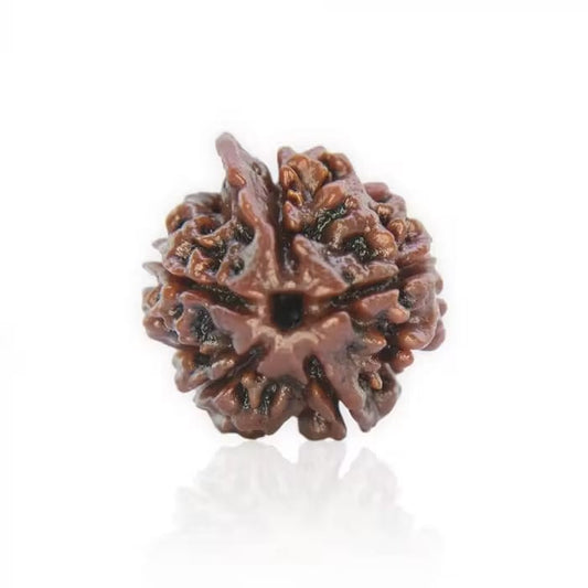 Ganesha Rudraksha