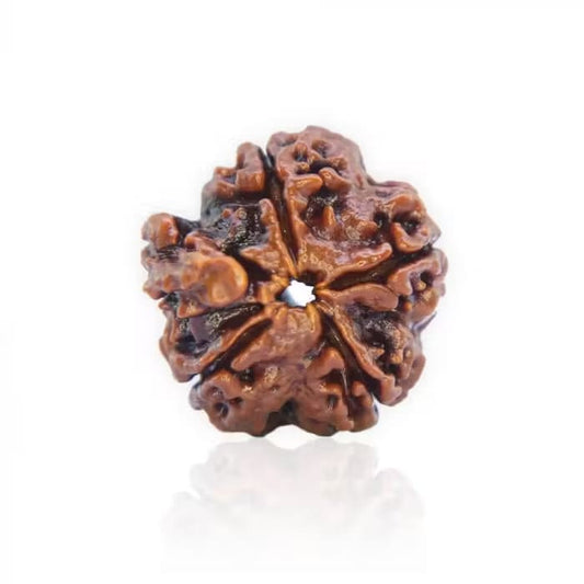 Ganesha Rudraksha