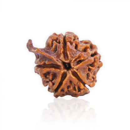 Ganesha Rudraksha