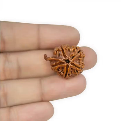 Ganesha Rudraksha