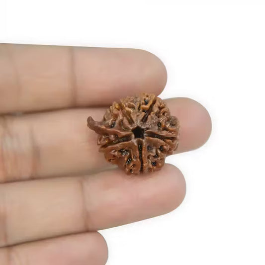 Ganesha Rudraksha