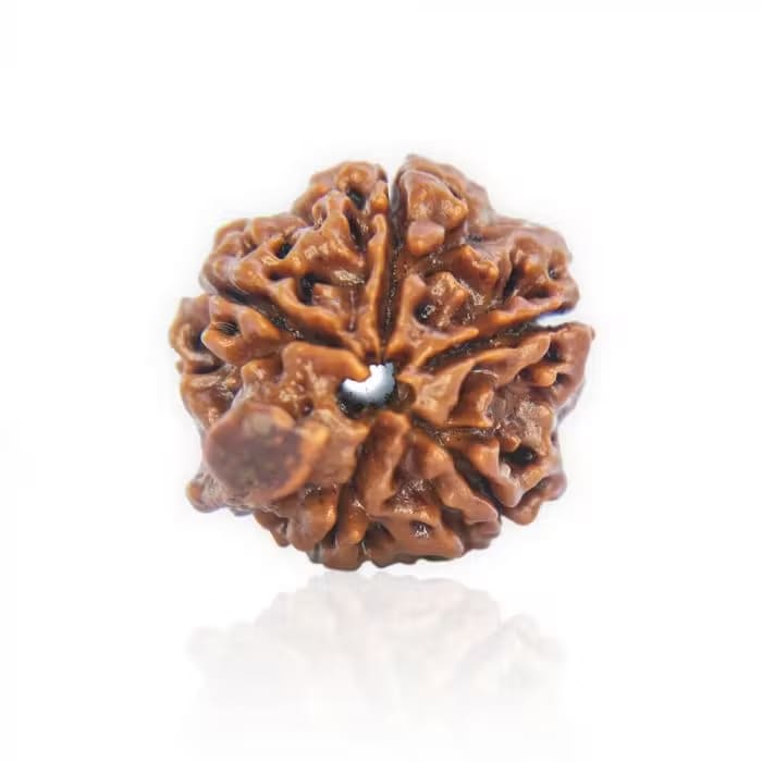 Ganesha Rudraksha