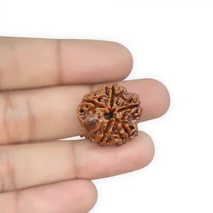 Ganesha Rudraksha