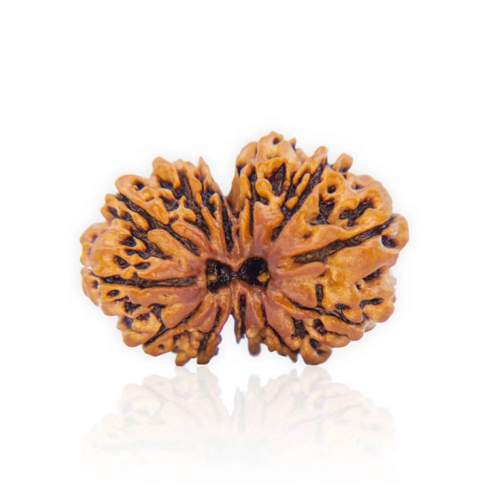 Gauri Shankar Rudraksha