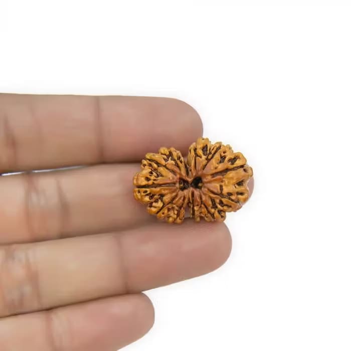 Gauri Shankar Rudraksha