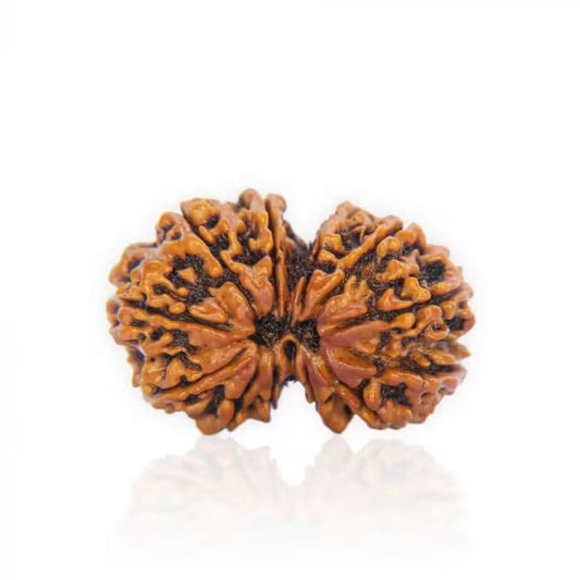 Gauri Shankar Rudraksha