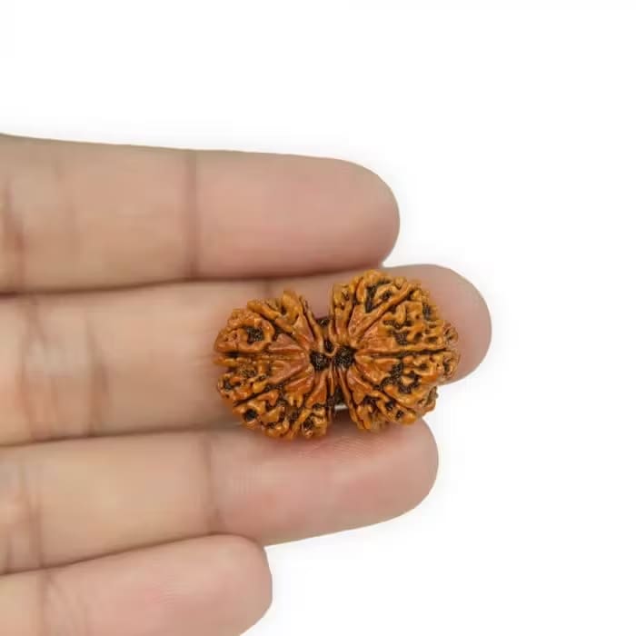 Gauri Shankar Rudraksha