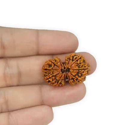 Gauri Shankar Rudraksha