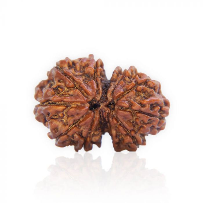 Gauri Shankar Rudraksha