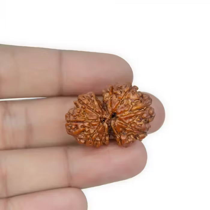 Gauri Shankar Rudraksha