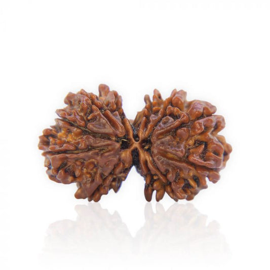 Gauri Shankar Rudraksha