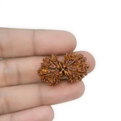 Gauri Shankar Rudraksha