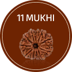 11 Mukhi Rudraksha