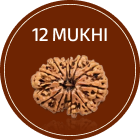 12 Mukhi Rudraksha