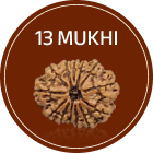 13 Mukhi Rudraksha