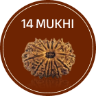 14 Mukhi Rudraksha