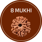 8 Mukhi Rudraksha