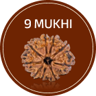 9 Mukhi Rudraksha