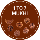 1 Mukhi Rudraksha